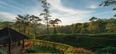 Tea gardens in Sri Lanka.