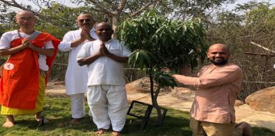 Pakistani Chaunsa mango tree grafted with Indian kesar mango: A peace tree. Photo: Yogesh VishwaMitra