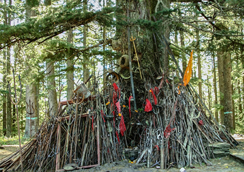Sacred Deodar Tree, Nature Temple of Balu Nag, Himachal Pradesh