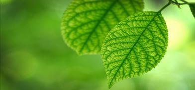 The Leaf (File) The Leaf (File)