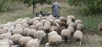 Desiderata IV, The Shepherd and the Flock Desiderata IV, The Shepherd and the Flock