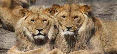 Lions (File) Lions (File)