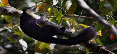 India’s giant squirrels India’s giant squirrels