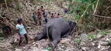 Elephants killed in lightning strike Elephants killed in lightning strike
