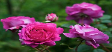 The Virtues of A Rose Elude most Thorns, sadly The Virtues of A Rose Elude most Thorns, sadly