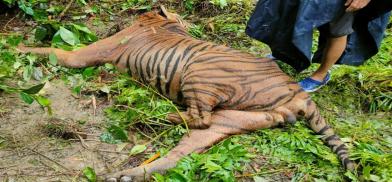 Forest guards kills Royal Bengal Tiger Forest guards kills Royal Bengal Tiger