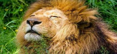Four lions at Tamil Nadu zoo test positive for Delta variant Four lions at Tamil Nadu zoo test positive for Delta variant