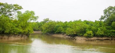 Sundarbans