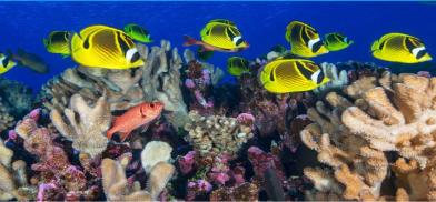 World Ocean Day World Ocean Day
