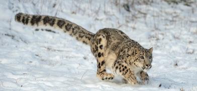 Animal species found in Afghanistan Animal species found in Afghanistan