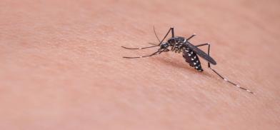 Zika virus Zika virus