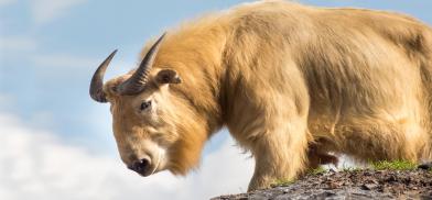 Obscure takin Obscure takin