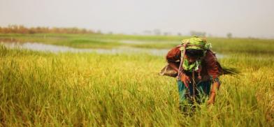 Increasing agricultural productivity Increasing agricultural productivity