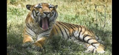 Indian tiger Indian tiger