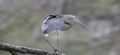 White-bellied heron in Bhutan (Images: Yeshey Dorji) White-bellied heron in Bhutan (Images: Yeshey Dorji)