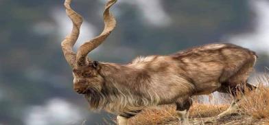 Markhor, Pakistan national animal Markhor, Pakistan national animal