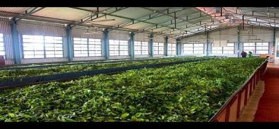 Indian tea industry Indian tea industry