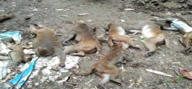 Monkeys being poisoned in Bangladesh Monkeys being poisoned in Bangladesh