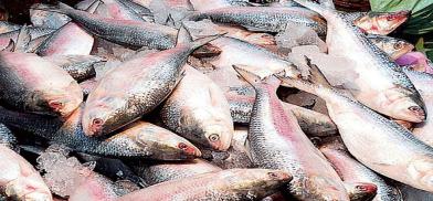 Bangladesh minister says hilsa fish production 'wonder of the world' Bangladesh minister says hilsa fish production 'wonder of the world'