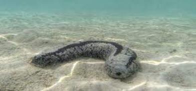 Sea cucumber farming (Photo: Sinhala News)