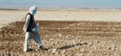 UN helping one million drought-hit Afghan farmers (Photo: UNnews) UN helping one million drought-hit Afghan farmers (Photo: UNnews)