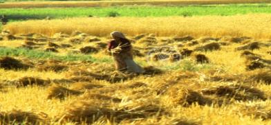 Wheat harvest in India. (Photo: FAO) Wheat harvest in India. (Photo: FAO)