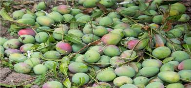 India’s first Mango Heritage Village comes up in Kerala India’s first Mango Heritage Village comes up in Kerala