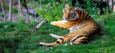 Tiger, tiger burning bright in Nepal; tiger numbers tripled as PM Deuba commends human-tiger coexistence Tiger, tiger burning bright in Nepal