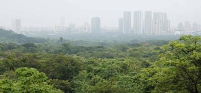 Treachery at Aarey: Destroying Mumbai’s green lungs Treachery at Aarey: Destroying Mumbai’s green lungs