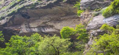 Five Himalayan giant honeybee nests (top left) tucked under an overhang in the Nyadi River gorge, central Nepal. The nests of this species, which is also commonly known as the Himalayan cliff honeybee, usually have a base of about 1.5 metres and are built on cliffs or tree limbs. This particular nesting site is never hunted by the people of Naiche village because it is too difficult to reach. (Image: Nabin Baral / The Third Pole)