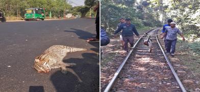 (Left) A fishing cat killed in a road accident. (Right) Forest officials carry a deer that was killed in a railway accident. Imaged courtesy of Md Rezaul Karim Chowdhury. (Left) A fishing cat killed in a road accident. (Right) Forest officials carry a deer that was killed in a railway accident. Imaged courtesy of Md Rezaul Karim Chowdhury.