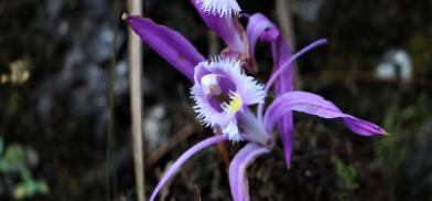 Nepal orchids 