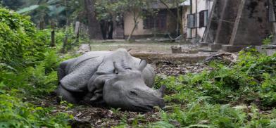 A one-horned rhino in a village outside Nepal’s Chitwan National Park. When animals leave the park’s boundaries, they are more vulnerable to poaching, electrocution and collisions with vehicles. (Image: Oliver Förstner / Alamy )