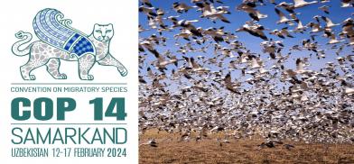 CMSCOP14 and Migratory birds