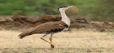 Saving the Great Indian Bustard