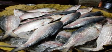 Hilsa Hilsa