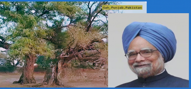 Trees at Gah and Manmohan Singh. Collage by Pragyan Srivastava Trees at Gah and Manmohan Singh. Collage by Pragyan Srivastava
