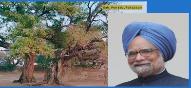 Trees at Gah and Manmohan Singh. Collage by Pragyan Srivastava