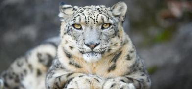 Wildlife in Pakistan