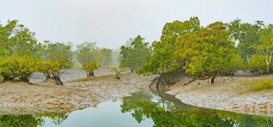 Sundarbans