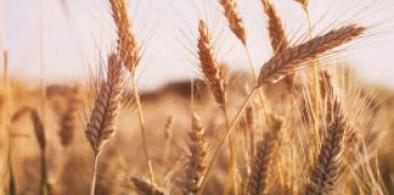 Wheat (File)