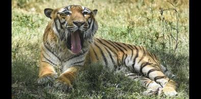 Indian tiger