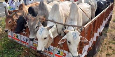 Cattle smuggling down sharply at India-Bangladesh border