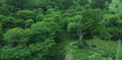 Dol Ka Badh forest in Jaipur
