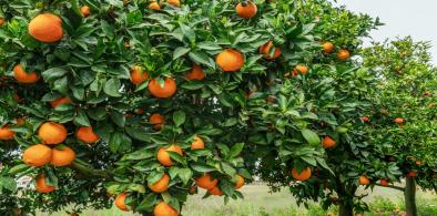 Nagpur oranges