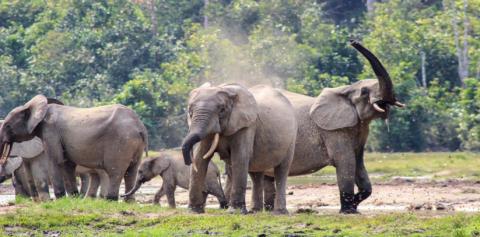 Elephants are ecosystem engineers: South Asia should be proud of them