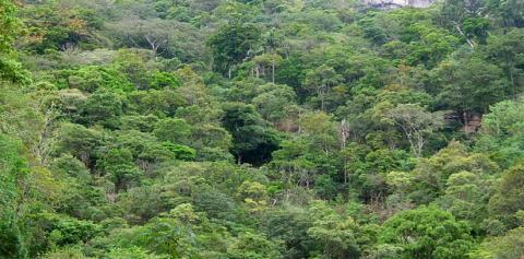 Sri Lanka to increase forest cover to 32 percent by 2030 | South Asia ...